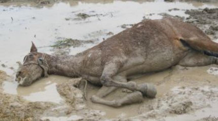 Boş araziye atılan yaralı at 4 g&uuml;n sonra kurtarıldı