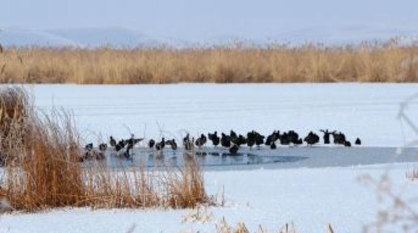 Orta Anadolu g&ouml;llerinde 60 bin su kuşu sayıldı