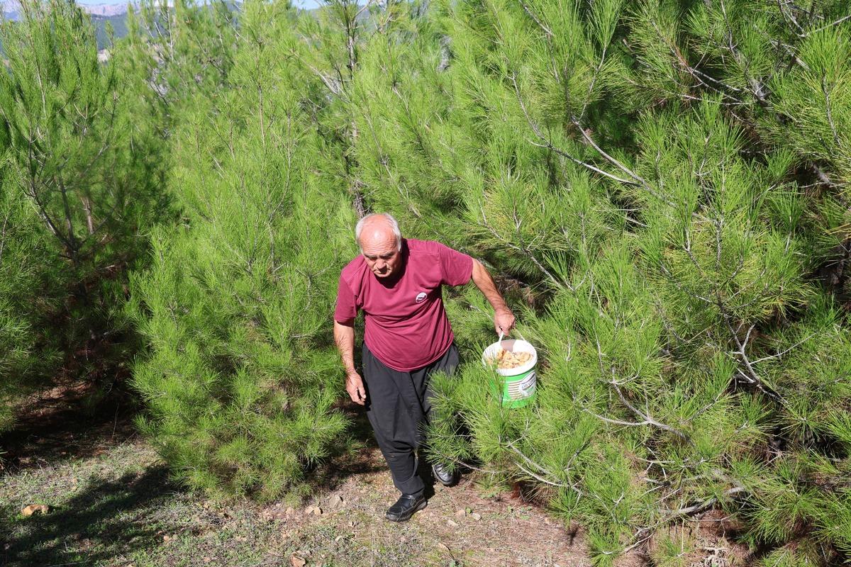 Orman doldu taştı, akın ettiler: Kilosu 300 TL  20 yıldır yoktu  3