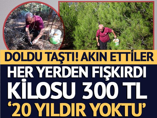 Orman doldu taştı, akın ettiler: Kilosu 300 TL '20 yıldır yoktu'
