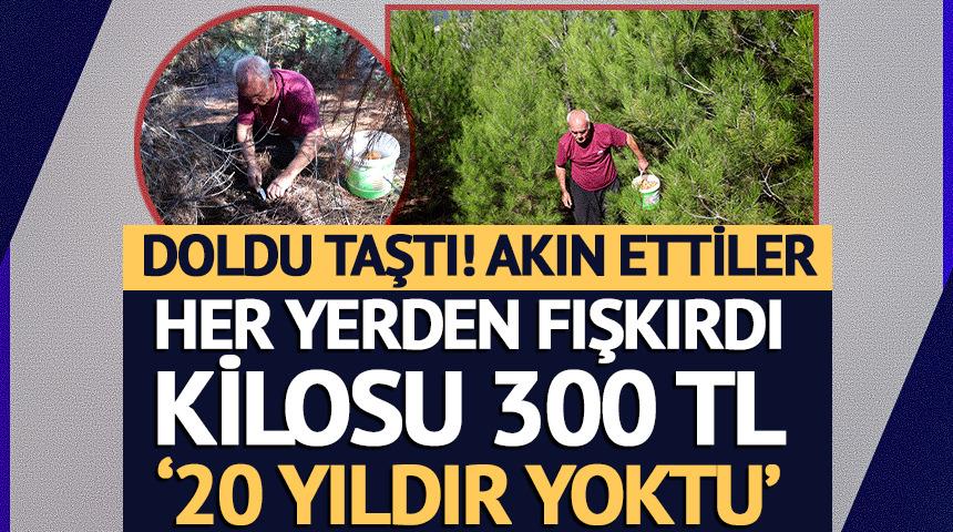 Orman doldu taştı, akın ettiler: Kilosu 300 TL '20 yıldır yoktu'