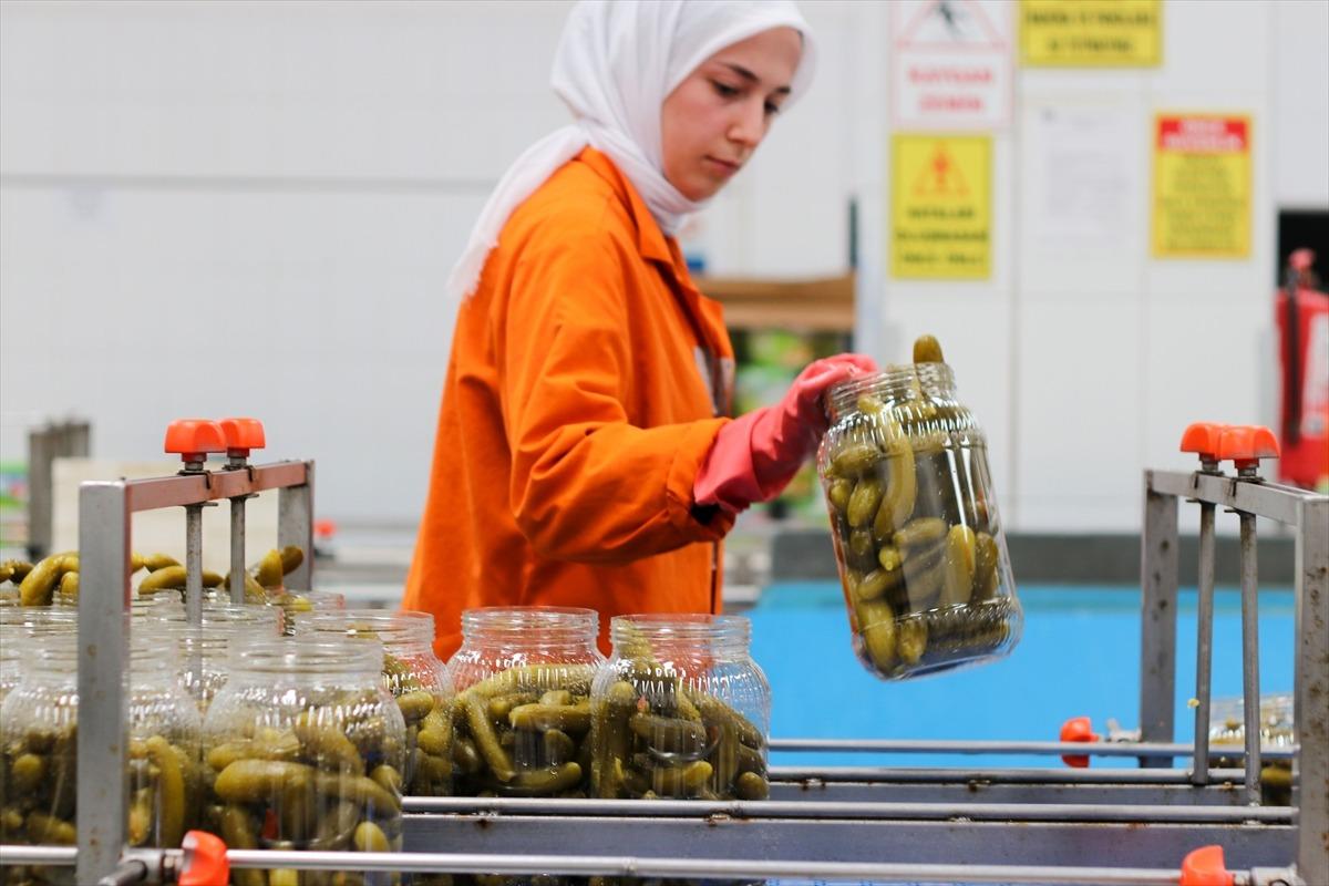 T&uuml;rkiye nin 9 aylık turşu ihracatı 301 milyon doları aştı 2