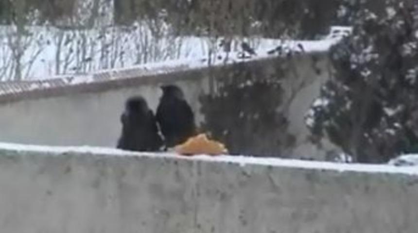 Kargalar ekmeği kavga etmeden yedi