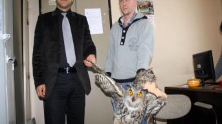 Yaralı baykuş koruma altına alındı
