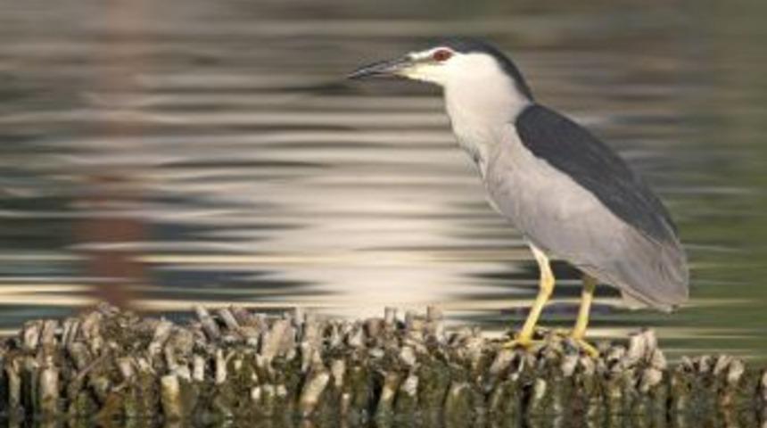 Su kuşlarının sığınağı: Mogan