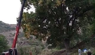 Doski Vadisi&rsquo;nde vin&ccedil;le ceviz hasadı yapıldı
