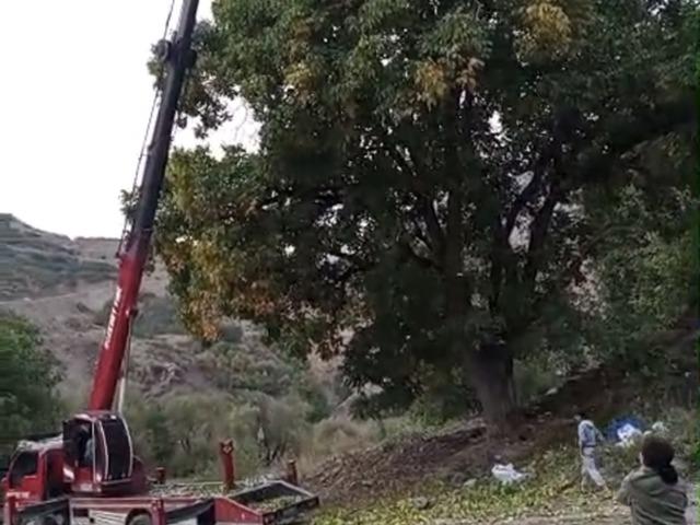 Doski Vadisi&rsquo;nde vin&ccedil;le ceviz hasadı yapıldı