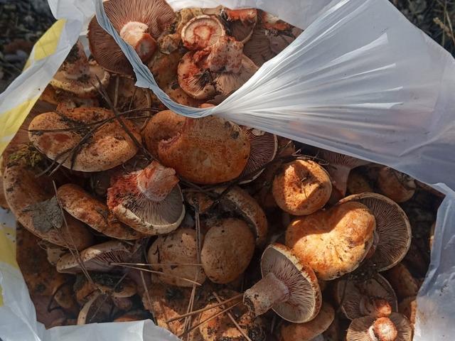 Ankara'da kanlıca mantarı hasadı başladı