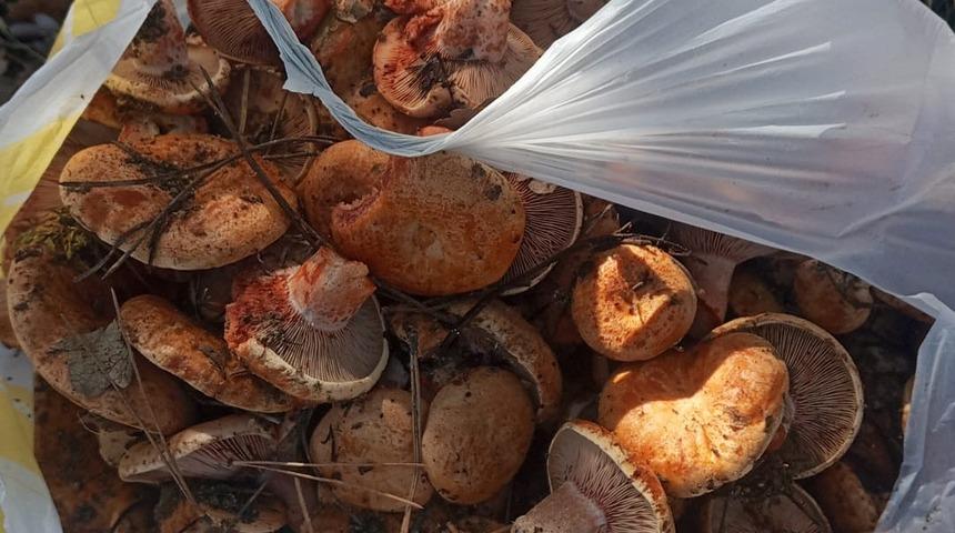 Ankara'da kanlıca mantarı hasadı başladı