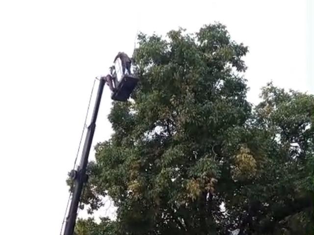 Doski Vadisi&rsquo;nde vin&ccedil;le ceviz hasadı yapıldı