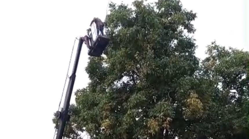 Doski Vadisi&rsquo;nde vin&ccedil;le ceviz hasadı yapıldı