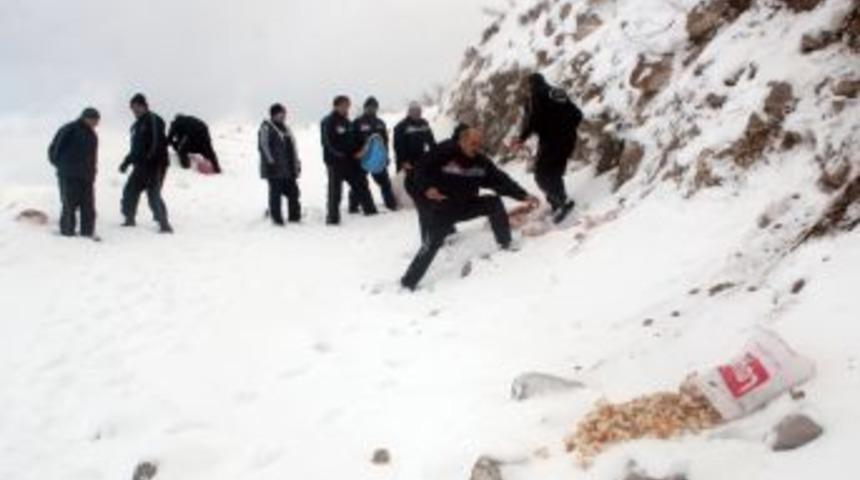 Erciyes Kar Kaplanları yaban hayvanları i&ccedil;in yemleme yaptı