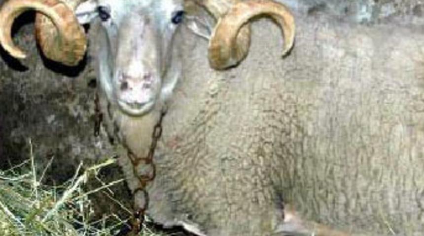 Bir ko&ccedil; iki aileyi perişan etti