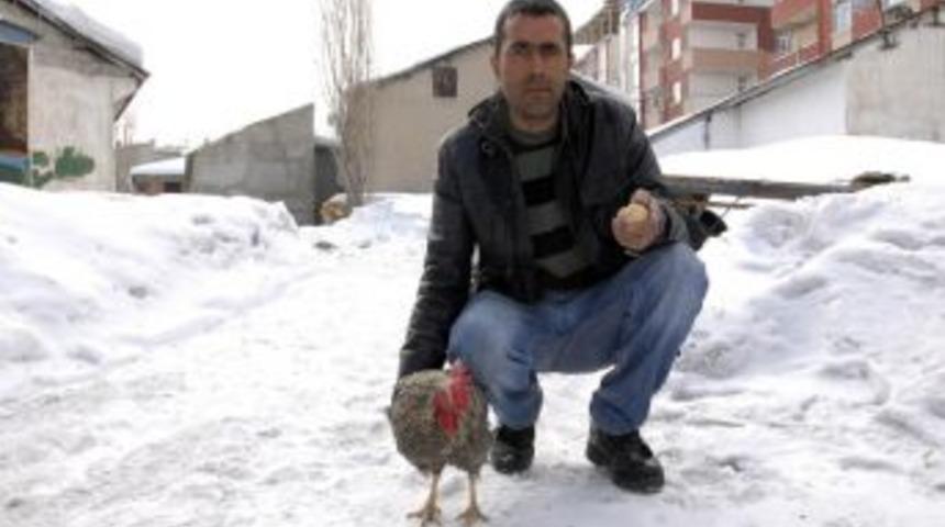 "Tavuğum horoza d&ouml;n&uuml;şt&uuml;"