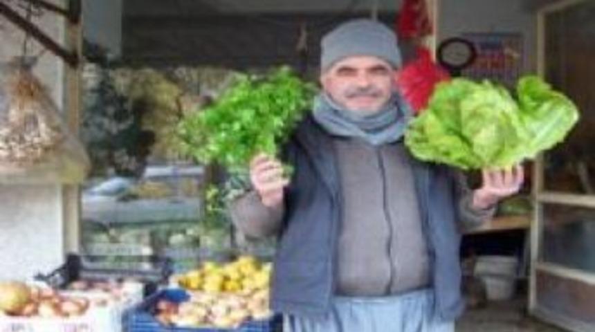 Mut'ta 5 liraya satılan marul el yakıyor