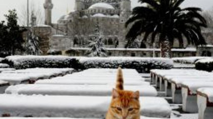 Bu kedi nereye bakıyor?