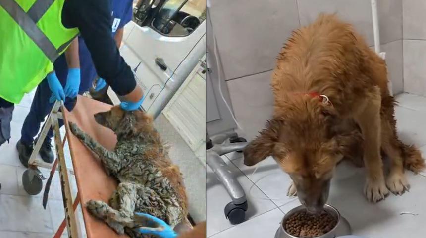 Bakan &Ccedil;ift&ccedil;i, İzmir'de &ccedil;amura saplanan k&ouml;peğin kurtarılma g&ouml;r&uuml;nt&uuml;lerini paylaştı