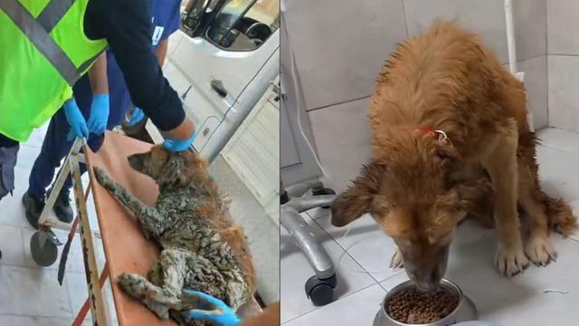 Bakan Çiftçi, İzmir'de çamura saplanan köpeğin kurtarılma görüntülerini paylaştı