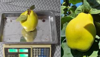 Sakarya'nın &lsquo;dalların altın sarısı&rsquo; tartıya &ccedil;ıktı! Tek bir tanesi 962 gram