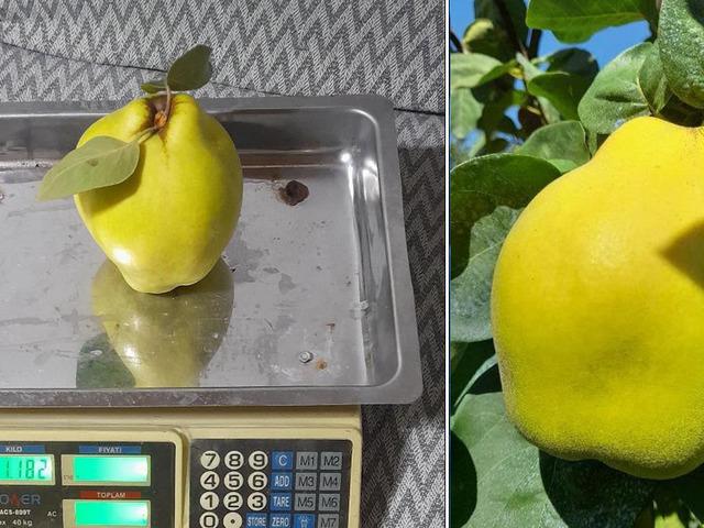 Sakarya'nın &lsquo;dalların altın sarısı&rsquo; tartıya &ccedil;ıktı! Tek bir tanesi 962 gram