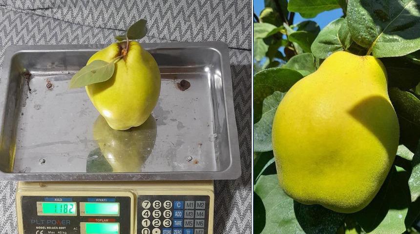 Sakarya'nın &lsquo;dalların altın sarısı&rsquo; tartıya &ccedil;ıktı! Tek bir tanesi 962 gram
