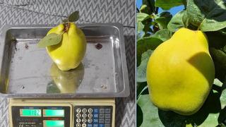 Sakarya'nın ‘dalların altın sarısı’ tartıya çıktı! Tek bir tanesi 962 gram
