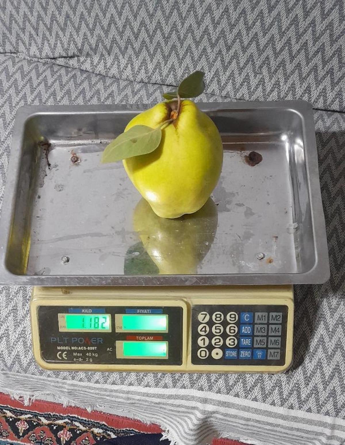 Sakarya nın ‘dalların altın sarısı’ tartıya çıktı! Tek bir tanesi 962 gram 1