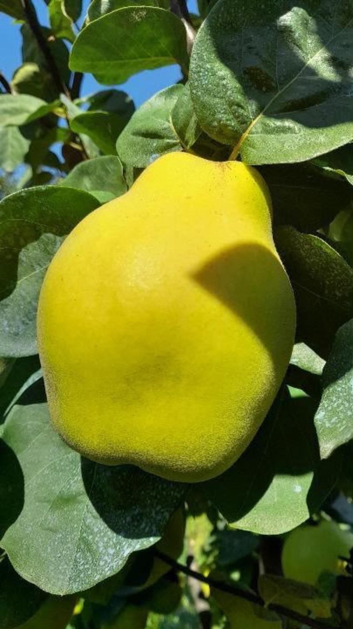 Sakarya nın ‘dalların altın sarısı’ tartıya çıktı! Tek bir tanesi 962 gram 2