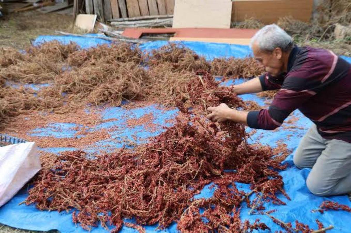 Kimse y&uuml;z&uuml;ne bakmıyordu, şimdi kilosu 900 TL&rsquo;den alıcı buluyor! 1