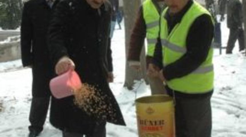 Tokat Belediyesi kuşları unutmadı