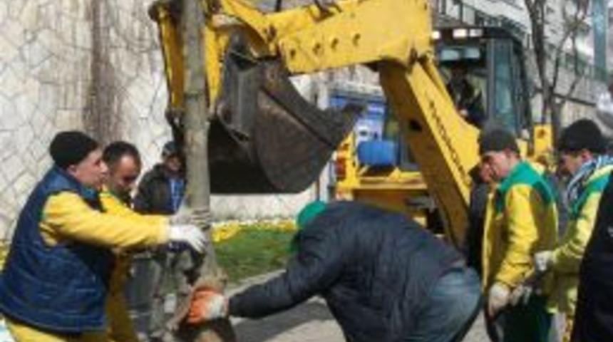 Dolmabah&ccedil;e&rsquo;de kesilen &ccedil;ınar ağa&ccedil;larının yerine yenileri dikildi