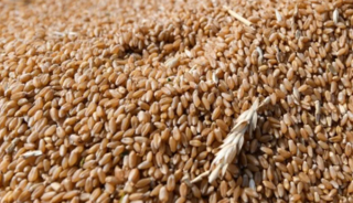 TİGEM 2 bin 906 ton mahsul buğday satacak