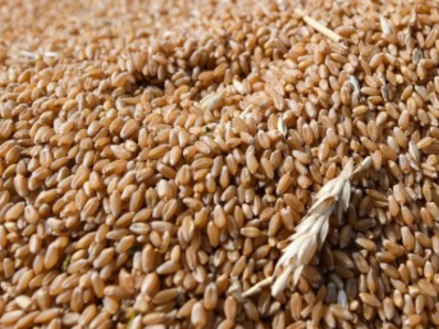 TİGEM 2 bin 906 ton mahsul buğday satacak
