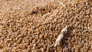 TİGEM 2 bin 906 ton mahsul buğday satacak