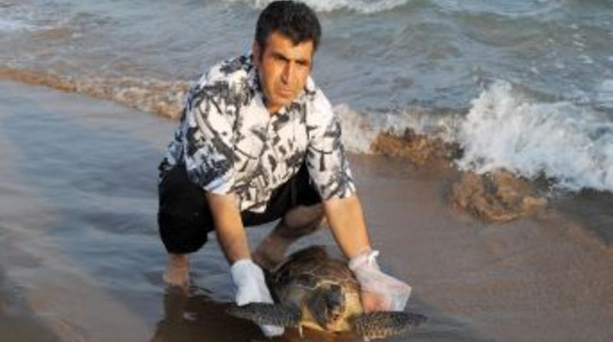 Antalya'da her yıl 15 deniz kaplumbağası, s&uuml;rat motoru &ccedil;arpmasıyla &ouml;l&uuml;yor
