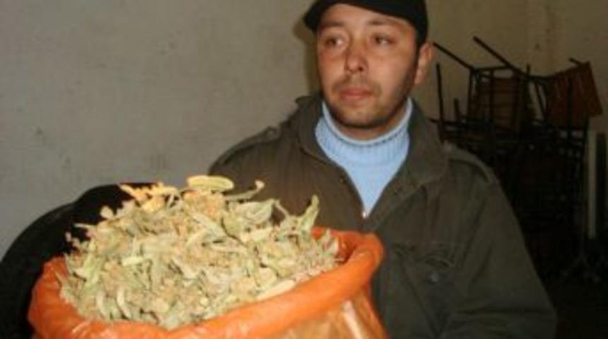 Alaplı'da ıhlamur yok satıyor