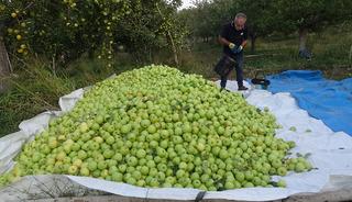 G&uuml;nde 10 ton elma topluyorlar!