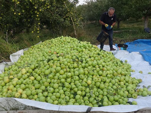 G&uuml;nde 10 ton elma topluyorlar!