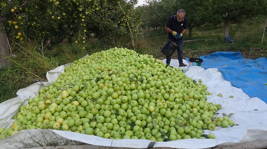 G&uuml;nde 10 ton elma topluyorlar!