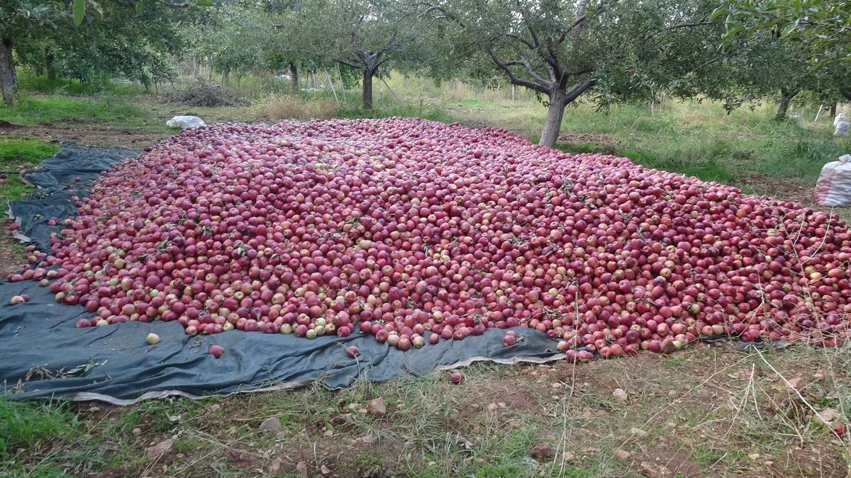 G&uuml;nde 10 ton elma topluyorlar! 2