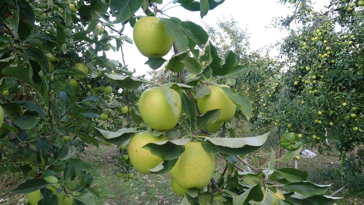 G&uuml;nde 10 ton elma topluyorlar! 1