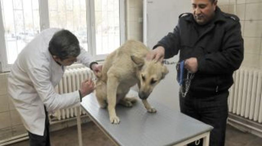 Yenimahalle'de kedi ve k&ouml;peklere kuduz aşısı yapılıyor