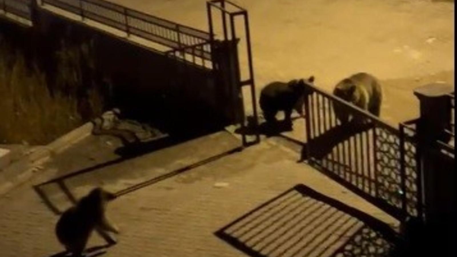 Vatandaştan ayıya "Ne buldun da yiyorsun" tepkisi!