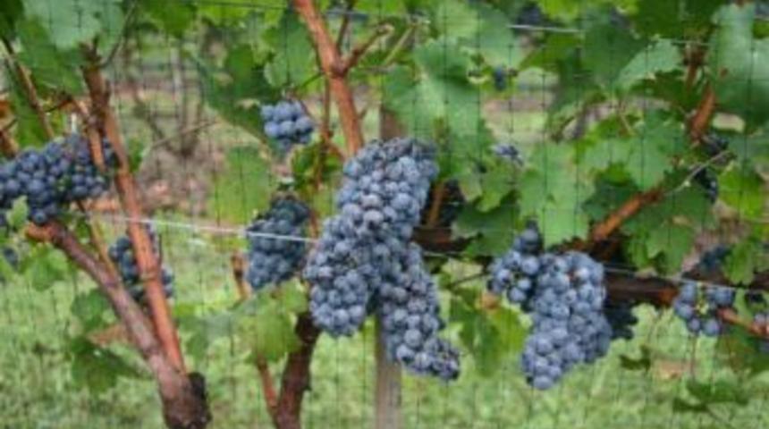 Vatandaş, &ldquo;ila&ccedil; kalıntısız &uuml;z&uuml;m yiyecek&rdquo;