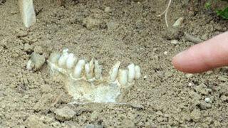 Şehitlerin kemikleri toprak üstüne çıktı