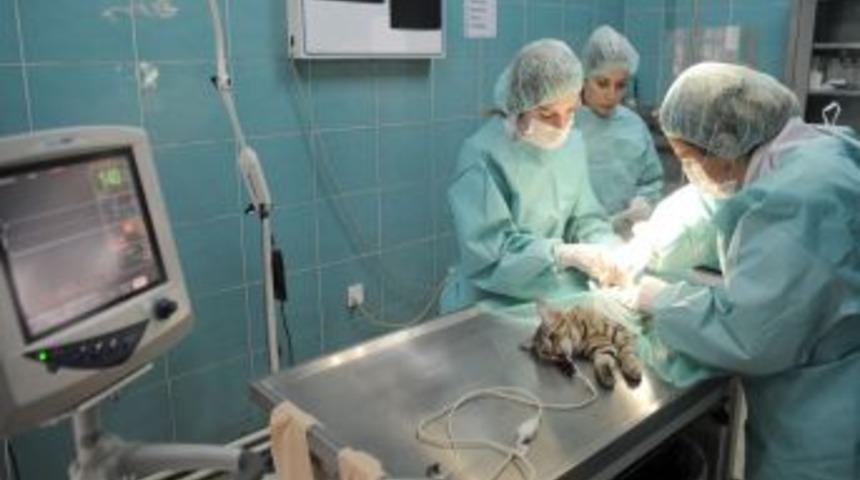 B&uuml;y&uuml;kşehir'den evcil hayvanlara &uuml;cretsiz kuduz aşısı