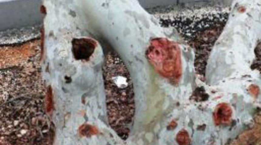 242 çınar ağacının hasta bedenleri tedavi edildi