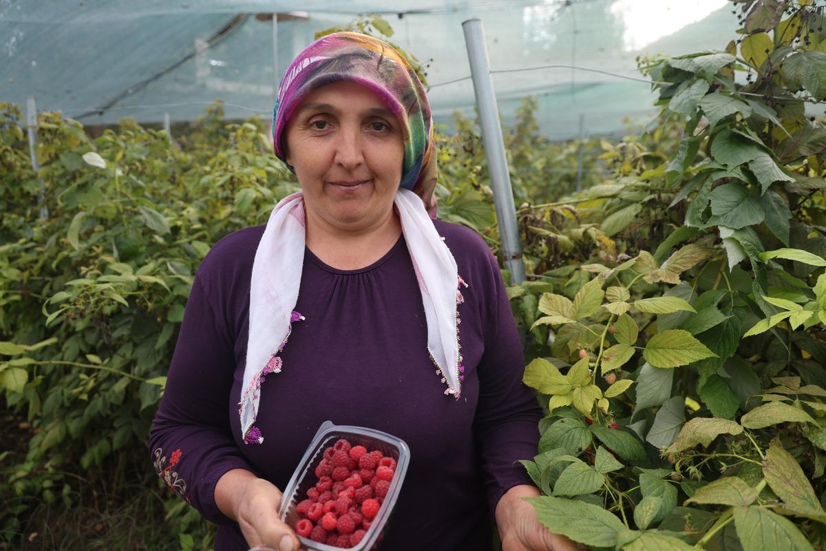 B&ouml;lgede ilk o yetiştirdi! Kilosunu 500 liradan satıyor 2