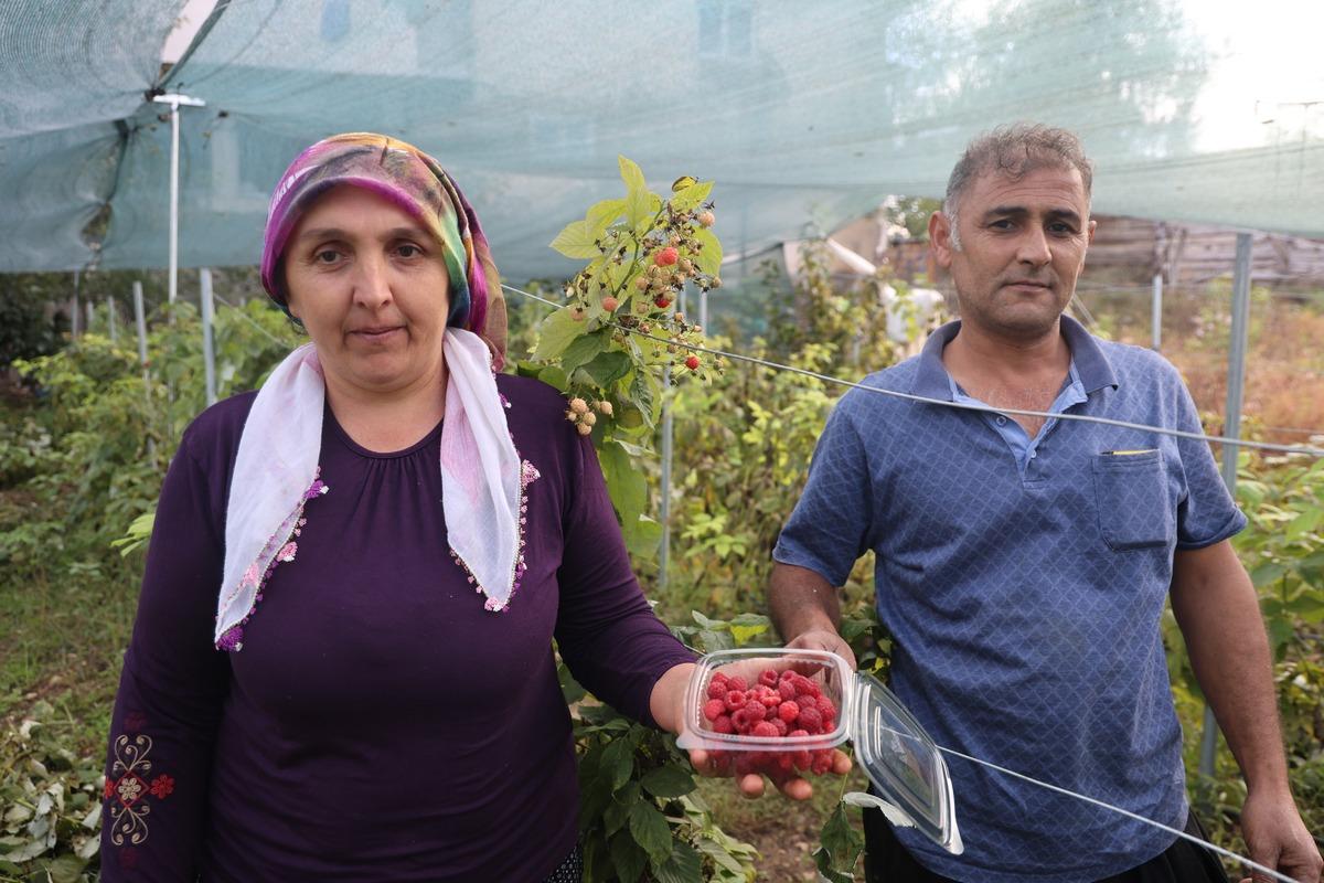 B&ouml;lgede ilk o yetiştirdi! Kilosunu 500 liradan satıyor 3
