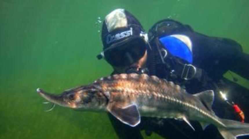 Karadeniz’in Türkiye kıyılarında 59 balık türünün nesli tükendi